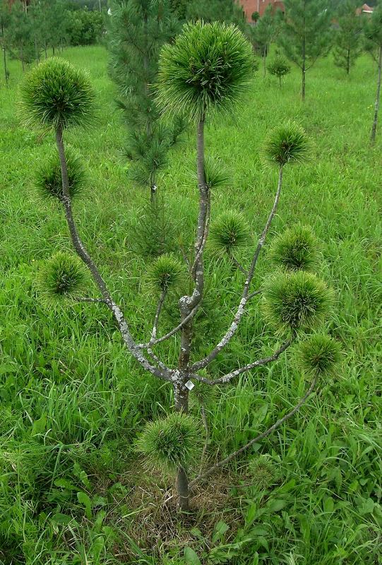Дендроарт. Возраст растения 18 лет, высота 1,9 м, возраст прививок 2-6 лет. Это прививки культивара Pinus sibirica 'Идеал'. Работа над формированием деревца практически закончена. Прививкам осталось набрать силу и красоту. 