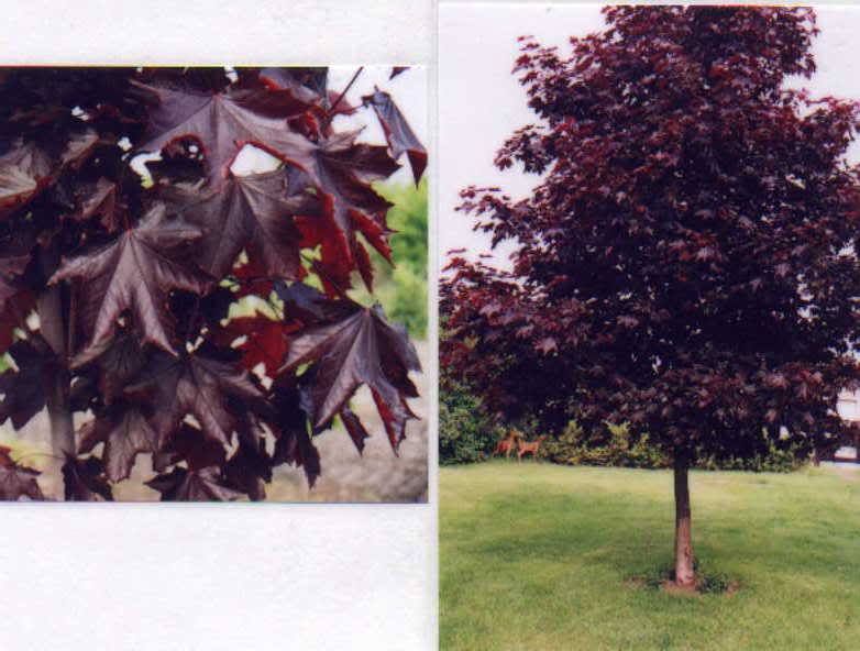 Клен остролистный (Acer platanoides) 'Crimson King'