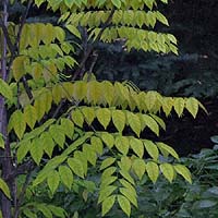 Бундук двудомный (Gymnocladus dioicus), или Б. канадский, или Кентуккийское кофейное дерево, или Мыльное дерево