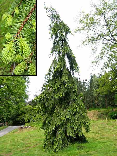 Picea abies 'Bohemica Pendula', Ель европейская