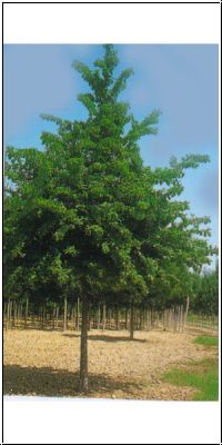 Клен полевой (Acer campestre) ‘Elsrijk’
