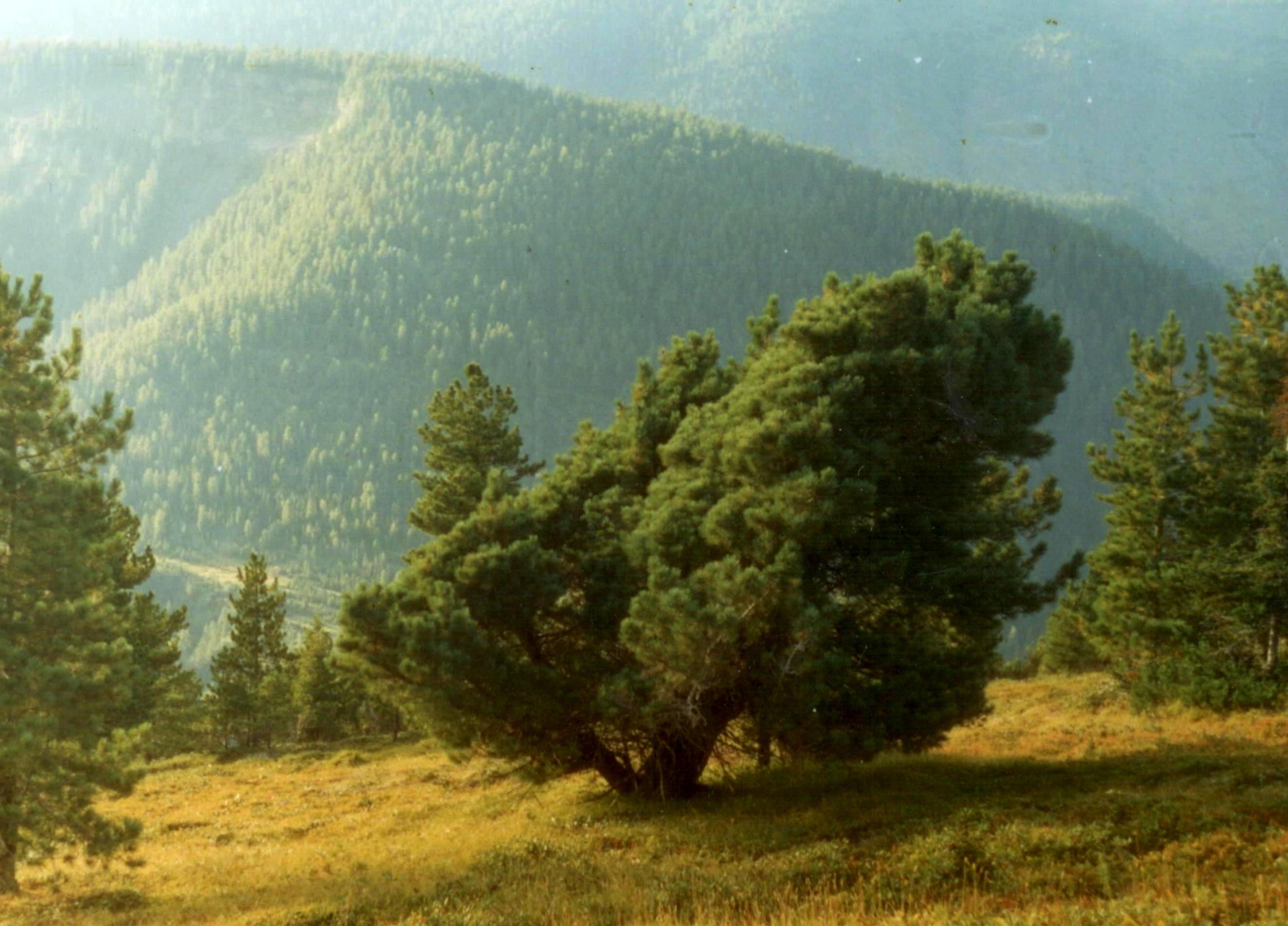 Естественный гибрид кедра сибирского и кедрового стланика на северном Хамар-Дабане (Южное Прибайкалье). 