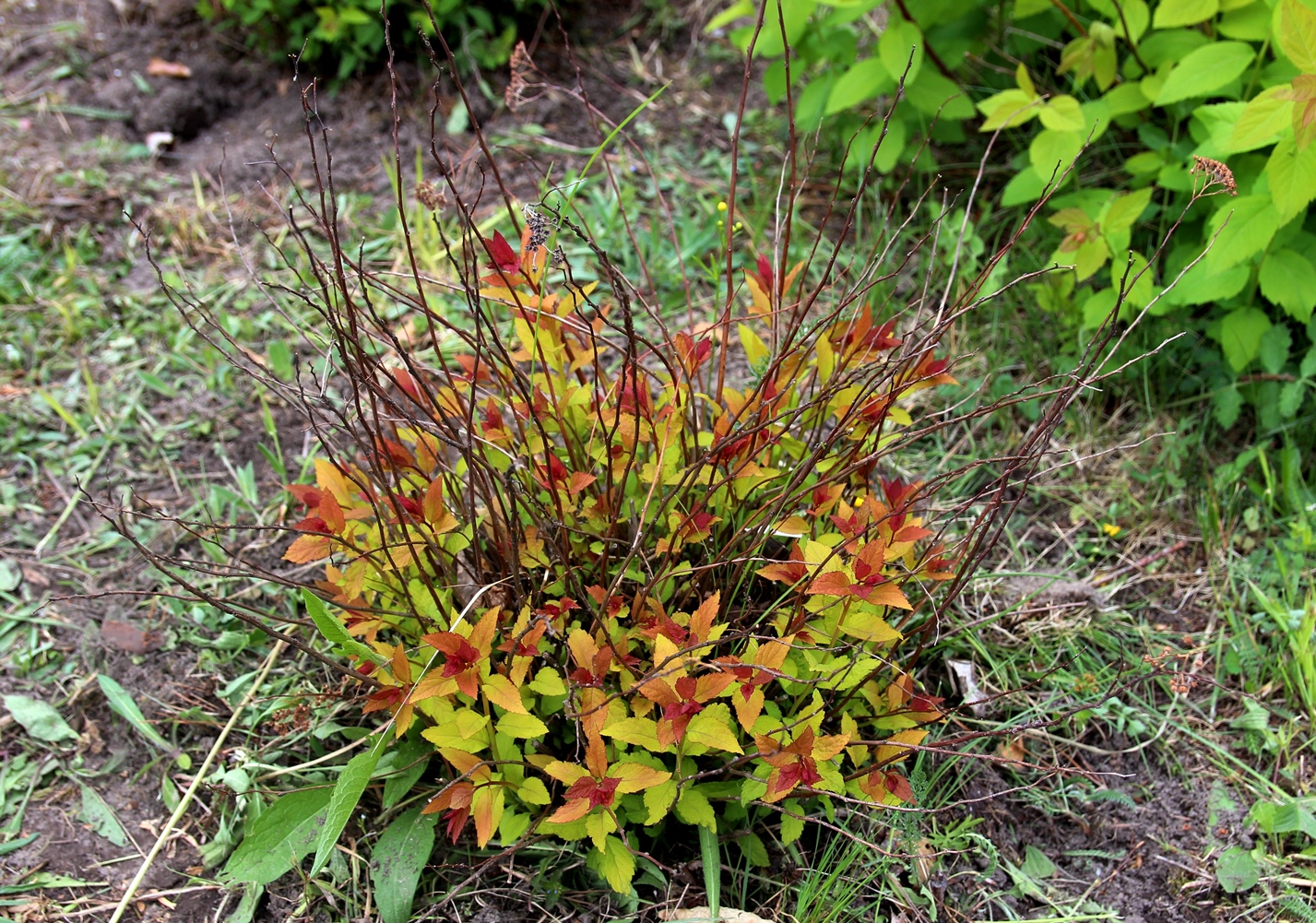Spiraea japonica ‘Walbuma’. Сорт британского происхождения. Не удивительно, что у нас устойчивость этого сорта заметно хромает. Фото Горошкевича С.Н.