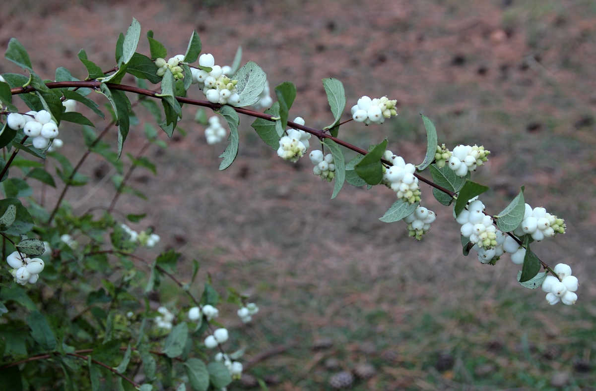 Пример декоративно-плодового кустарника: снежноягодник приречный, Symphoricarpos rivularis ‘Tureson’.