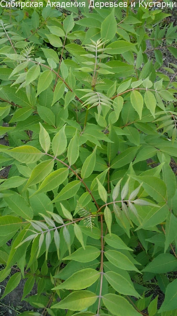 Бархат японский (Phellodendron japonicum)