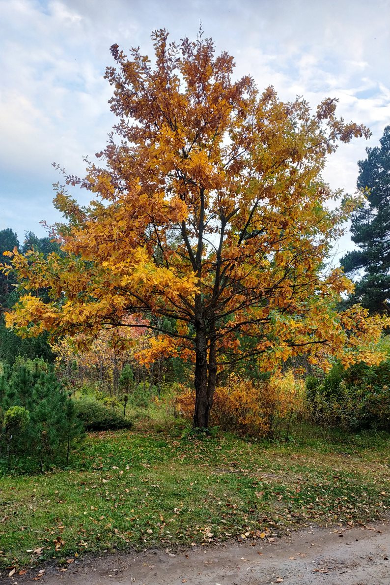 Дуб черешчатый (Quercus robur). Фото с нашего питомника.