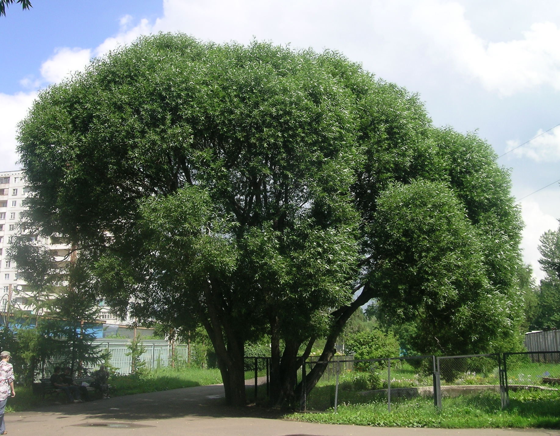 Ива ломкая `Буллата` (Salix fragilis `Bullata`). В Омском Областном дендрологическом саду им. Г.И.Гензе.