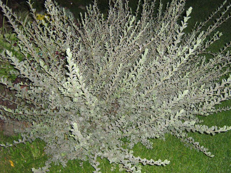 Ива ползучая форма серебристая (Salix repens f. Argentea=f. nitida)