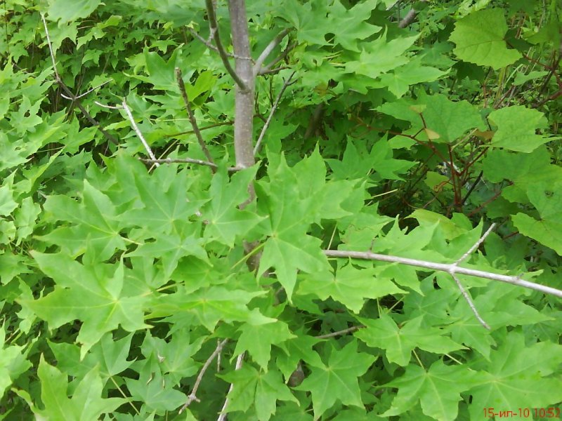 Клен мелколистный (Acer mono)