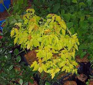 Клен ясенелистный золотистая форма (Acer negundo f. Aurea)