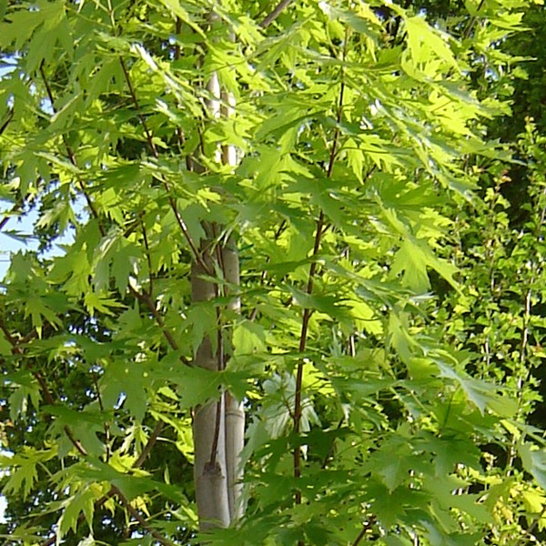 Клен серебристый (Acer saccharinum)