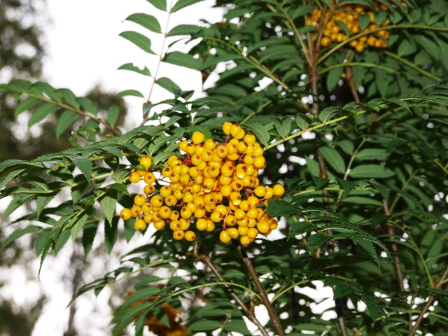 Рябина обыкновенная (Sorbus aucuparia) 'Autumn Spire'