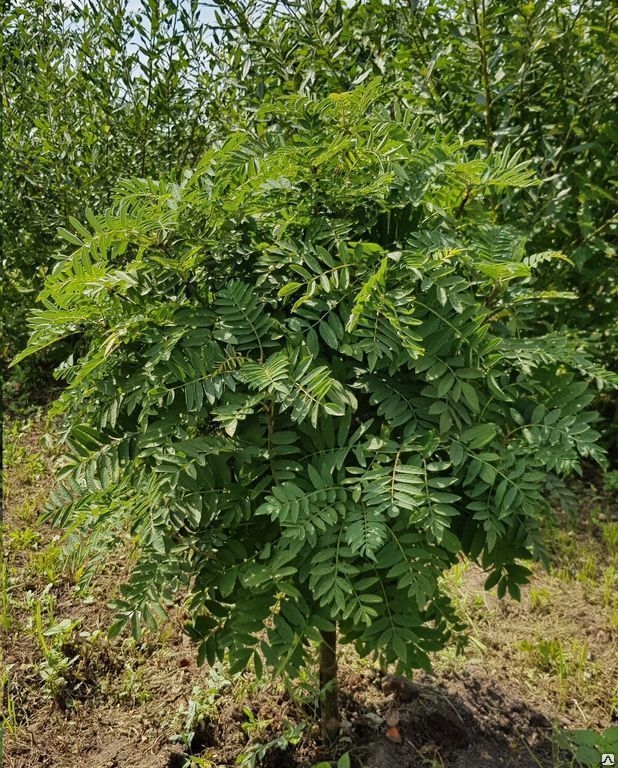 Рябина обыкновенная (Sorbus aucuparia) `Globosum`