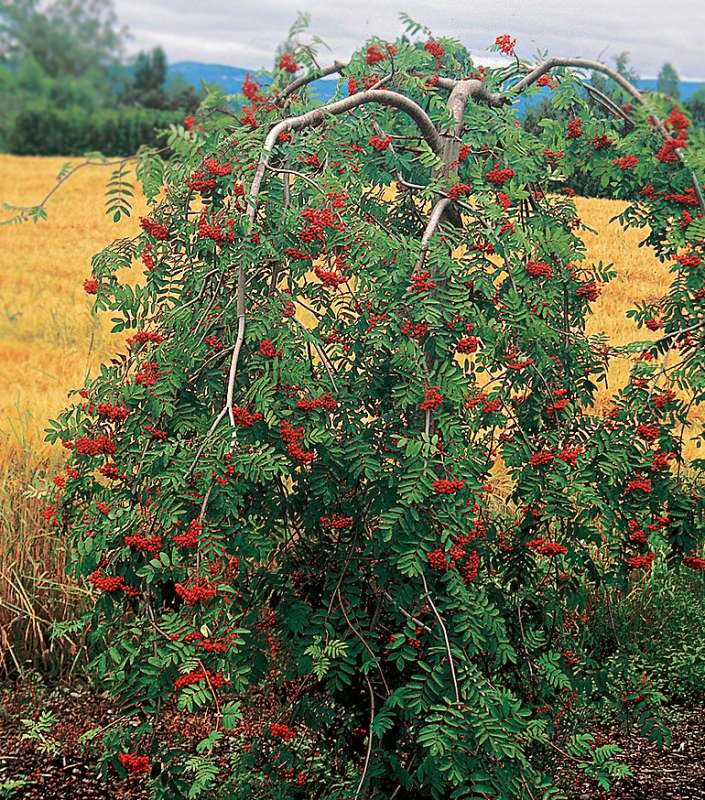 Рябина обыкновенная (Sorbus aucuparia) 'Pendula'