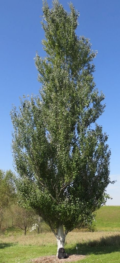 Тополь белый (Populus alba) 'Raket'
