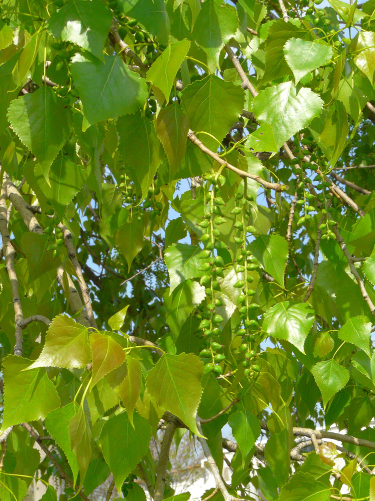 Тополь дельтовидный (Populus deltoides)