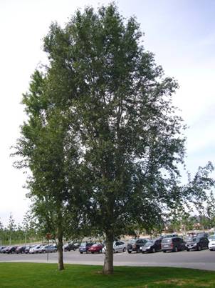 Тополь китайский (Populus simonii) 'Fastigiata'