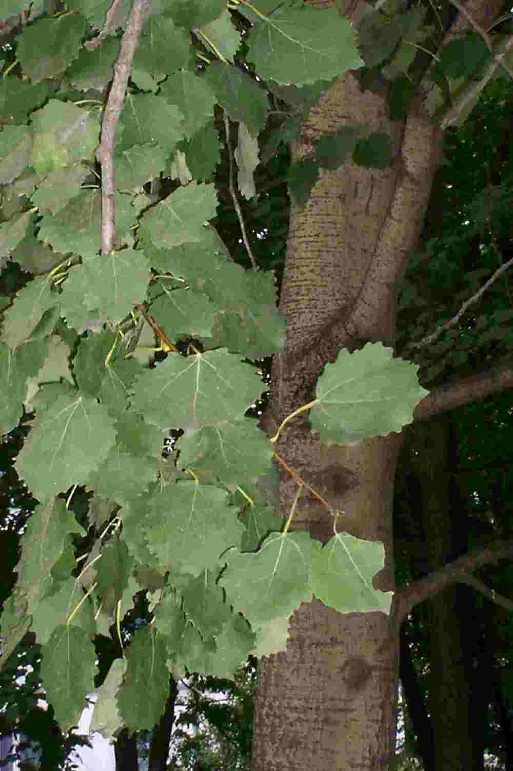Тополь дрожащий или Осина (Populus tremula)