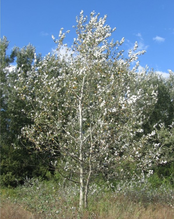Тополь белый (Populus alba) 'Nivea'