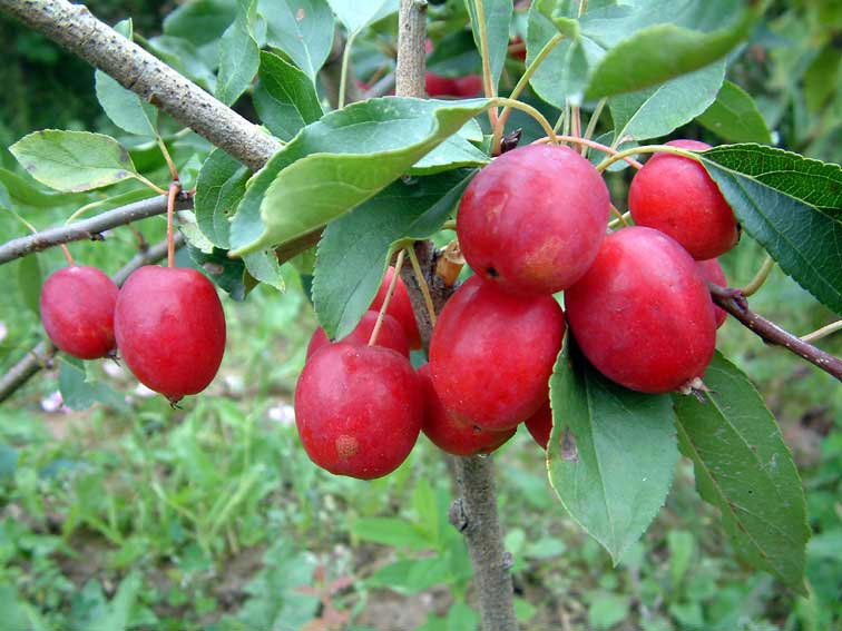 Яблоня сливолистная (Malus prunifolia) 'Dolgo'