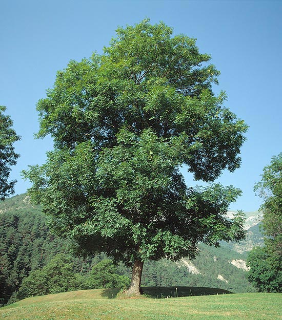 Ясень пенсильванский или пушистый (Fraxinus pubescens)