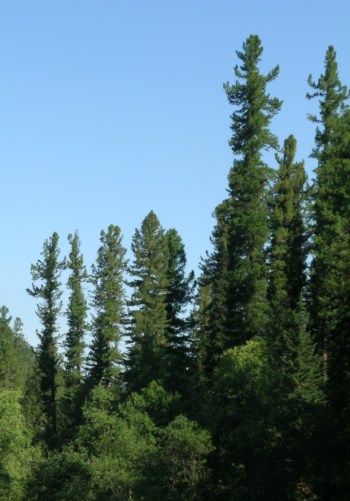 Зрелый 250-летний таежный кедровник на Северо-Восточном Алтае (район Телецкого озера). Высота деревьев 28-30 м. Кроны узкие из-за очень высокой густоты древостоя. Обратите внимание на канделябровидную форму вершин. Это адаптация к распространению семян. Кедровка - довольно крупная птица величиной с голубя. Поэтому ей удобней «работать» с мощными, вертикально ориентированными плодоносящими ветвями: «взгромоздиться», осмотреться, выбрать понравившуюся шишку. Фото С. Горошкевича.