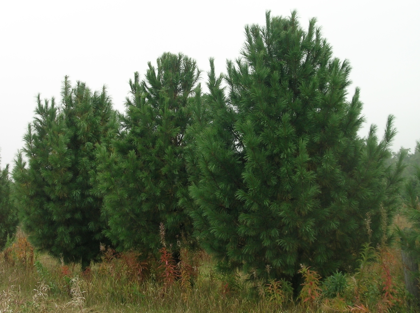 Кедр европейский полностью устойчив на юге Западной Сибири. Фотография с нашей плантации. Возраст деревьев 25 лет, возраст прививок – 20 лет, высота 4,5 м. А ведь это итальянский (самый южный!) экотип! У нас 4 таких клона. Это сорт-популяция Pinus cembra ‘Glauca Trento’. 