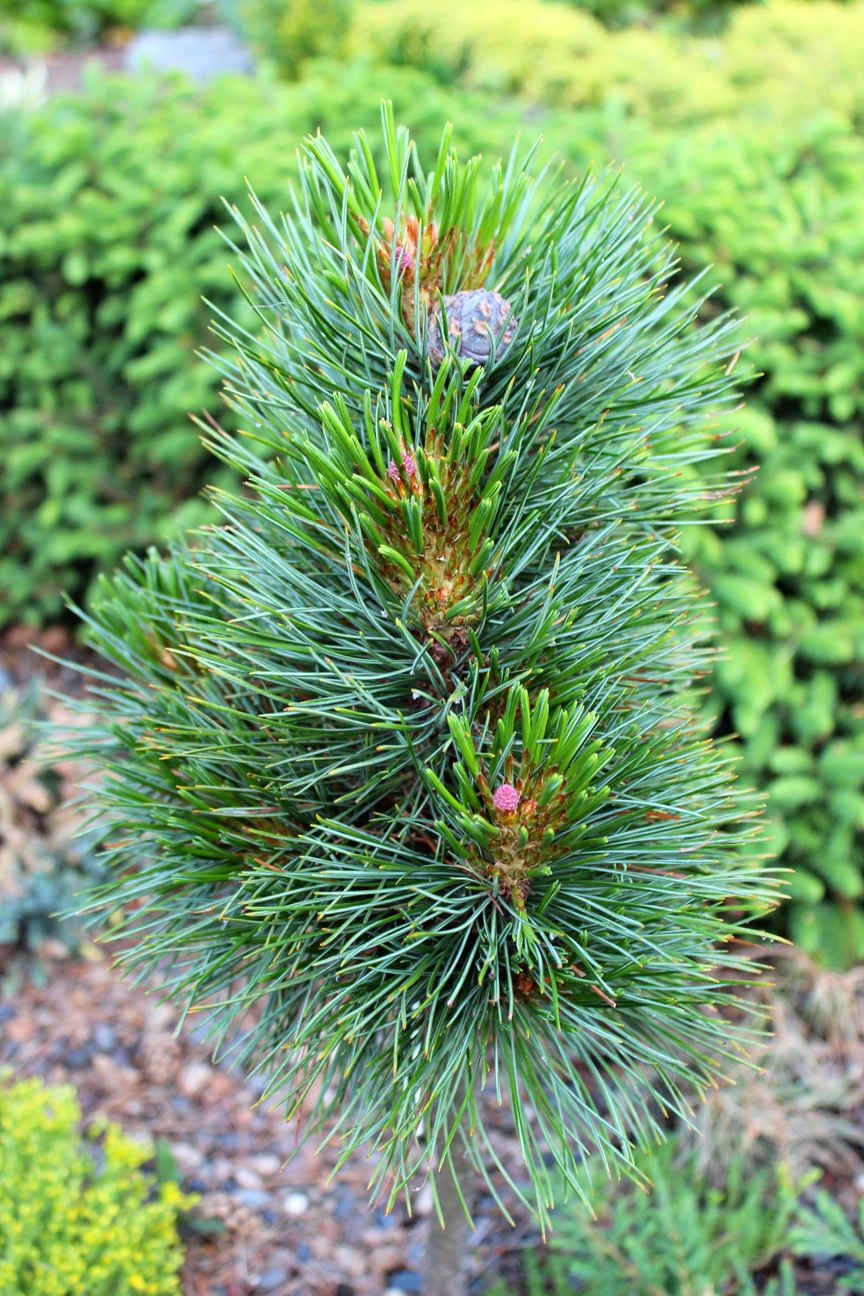 Pinus cembra ‘Almrauschhutte’, карликовый плодоносящий сорт, 4-летняя прививка на кедре сибирском. Фото С. Горошкевича. 