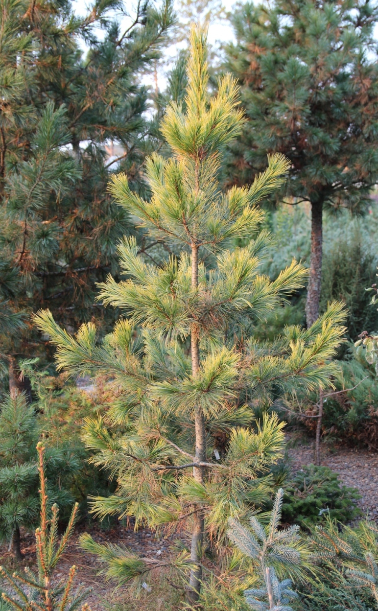 Pinus cembra ‘Aurea’. Это сорт с обычной скоростью роста и обычной формой кроны. Отличается ярко-золотистым цветом хвои. 10-летняя прививка на кедре сибирском, высота 1,5 м. Фото С. Горошкевича. 