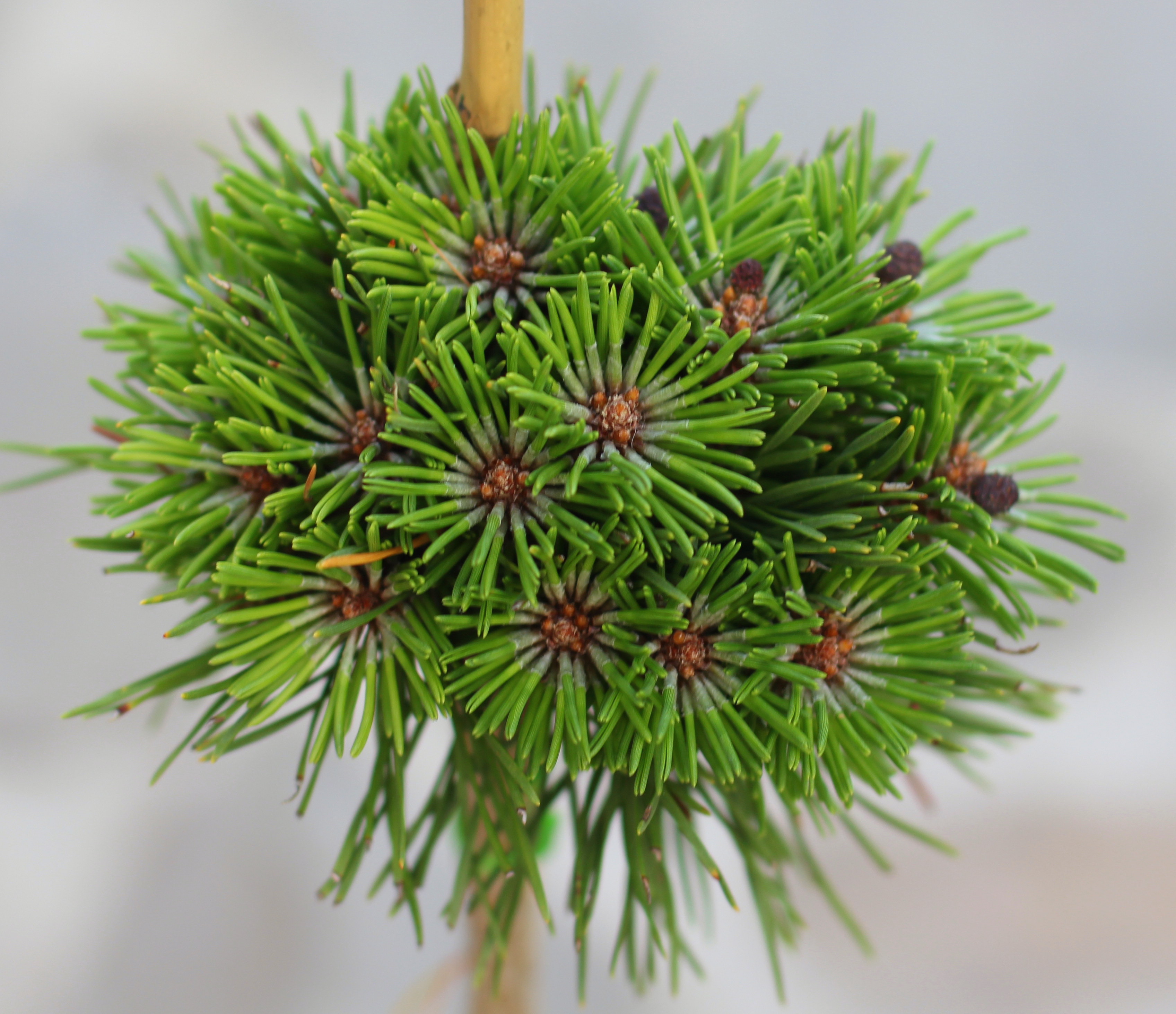 Pinus mugo Filigran