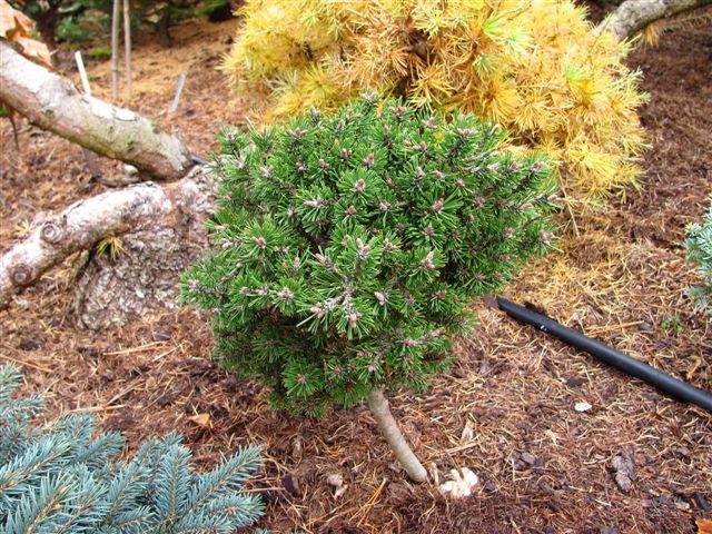 Pinus mugo Grulich