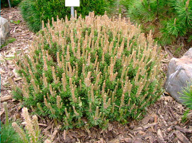 Pinus mugo Kissen-Brevifolia