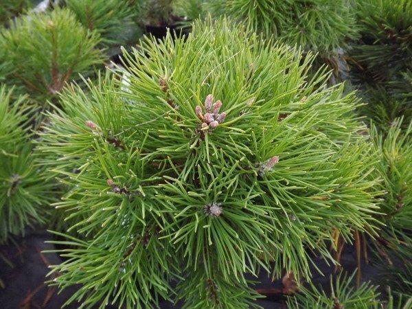 Pinus mugo Tyler