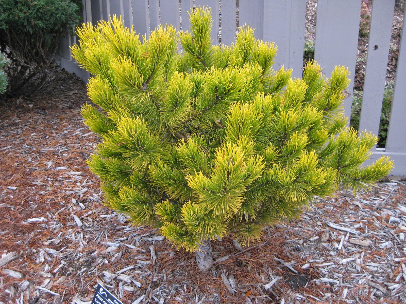 Pinus mugo Carsten's Wintergold