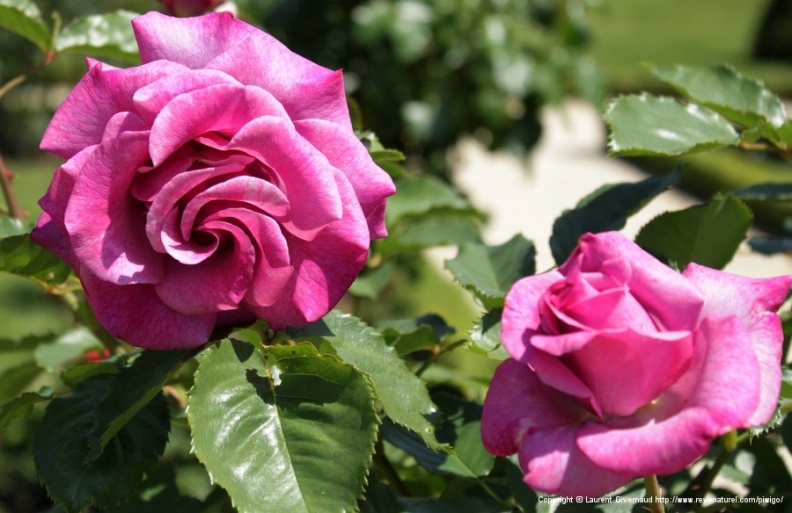  Rosa 'Violette Parfumee', Dorieux Франция, 1995