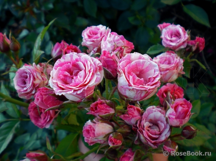 Rosa 'Pink Flash', Interplant  Нидерланды
