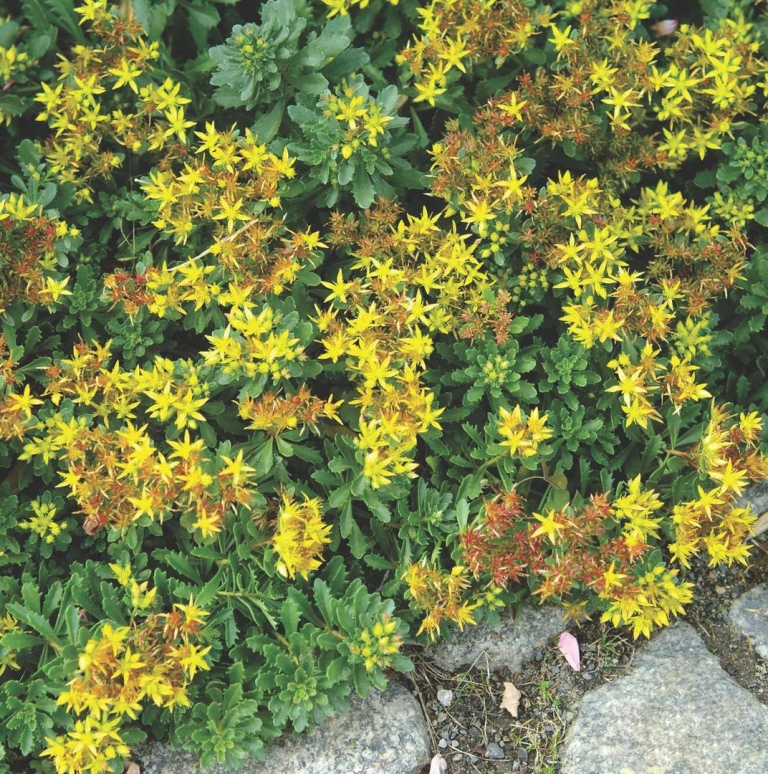 Очиток цветоносный 'Weihenstephaner Gold' (Sedum floriferum 'Weihenstephaner Gold')