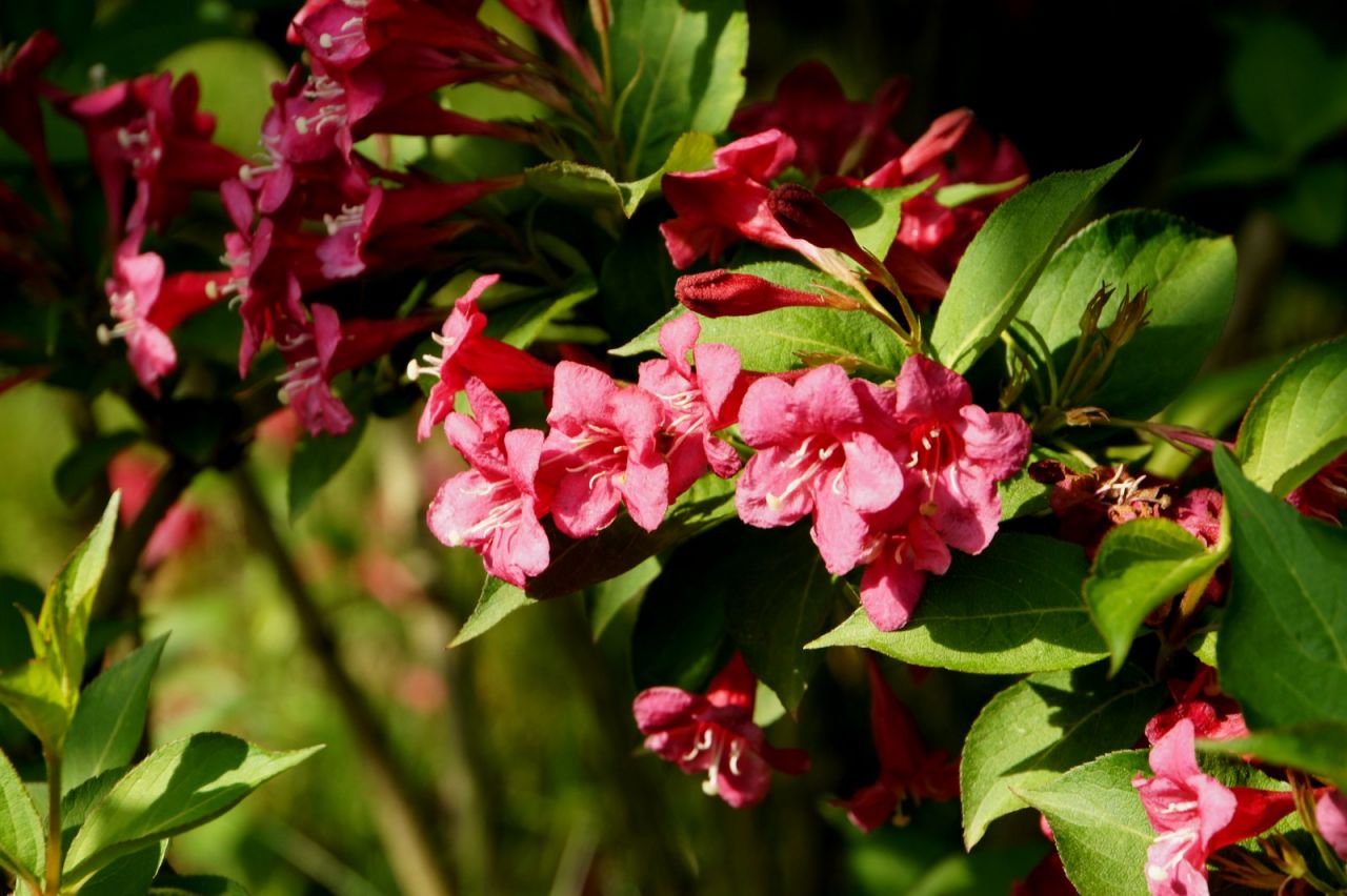 Вейгела цветущая Weigela florida 'Bristol Ruby'