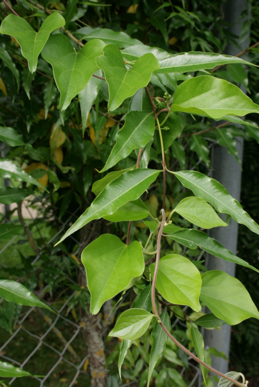 Обвойник заборный (Periploca sepium) 