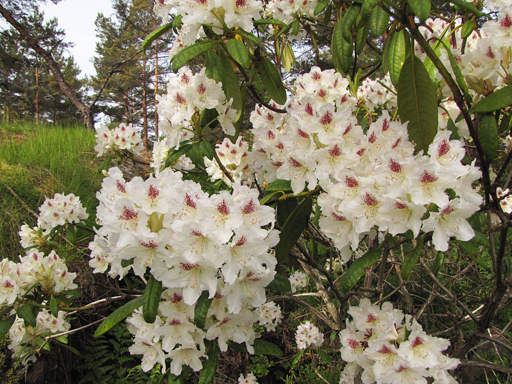 Rhododendron 'P.M.A. Tigerstedt'