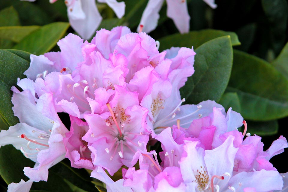 Rhododendron 'Pohjola's Daughter'