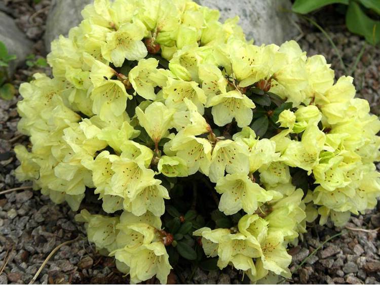 Рододендрон плотный (Людлови) 'Wren' (Rhododendron impeditum (ludlowii) 'Wren')