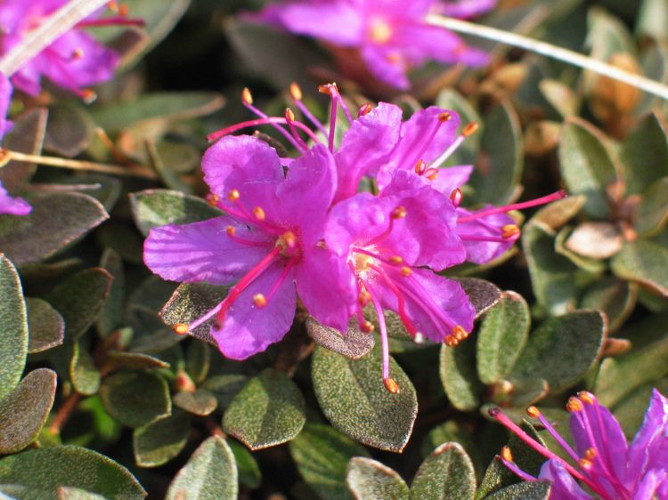 Рододендрон лапландский (Rhododendron lapponicum)