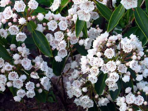 Кальмия узколистная - Kalmia angustifolia L.