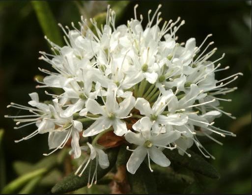 Багульник гренландский — Ledum groenlandicum 'Oeder'