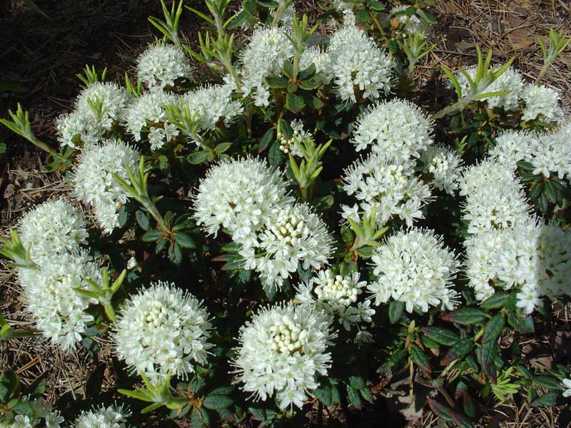 Багульник крупнолистный — Ledum macrophyllum 'Tolm'