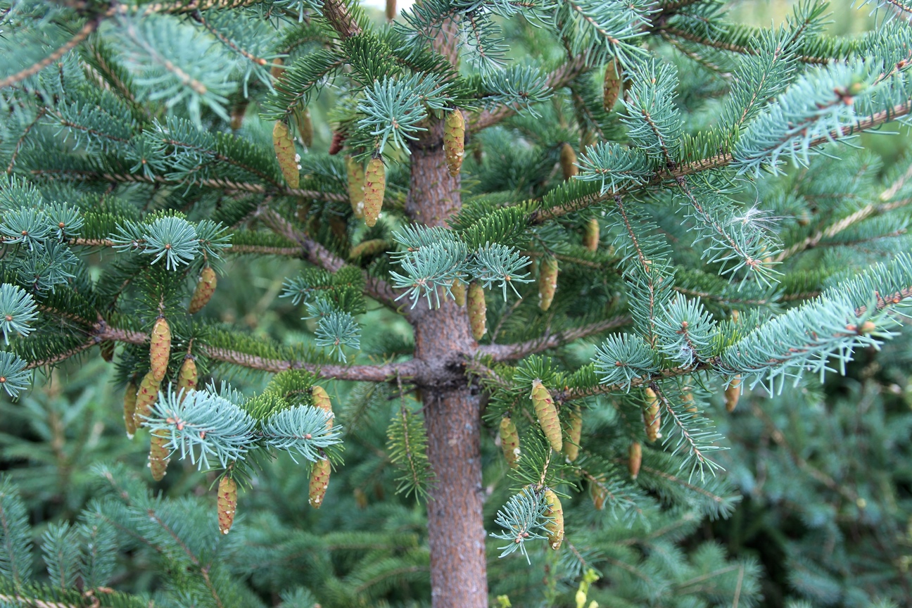 Ель канадская (сизая) (Picea glauca). На фотографии с нашего питомника хорошо видна голубизна хвои. Фото Горошкевича С.Н.
