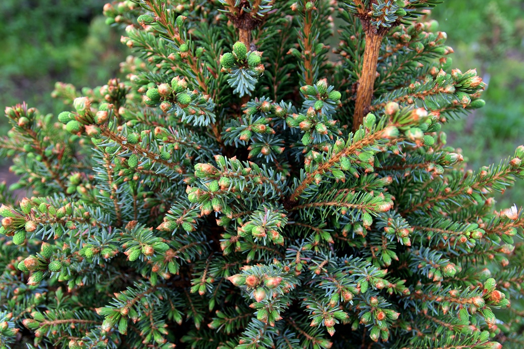 Picea omorika 'Nana'. Ель сербская. Фрагмент кроны с незначительным зимним повреждением ветви. Фото Горошкевича С.Н.