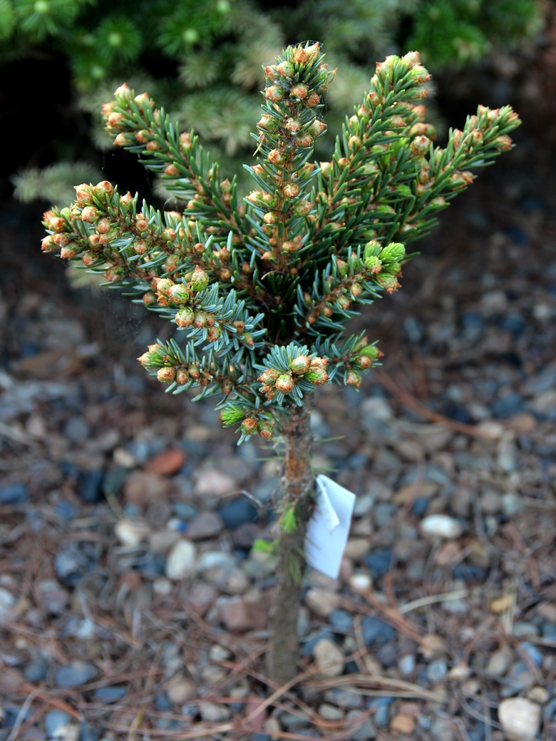 Picea omorika ‘Stopka’. Ель сербская. Фото Горошкевича С.Н.