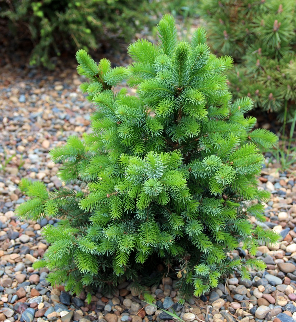 Picea omorika ‘Zukerhut’. Ель сербская. Фото Горошкевича С.Н.